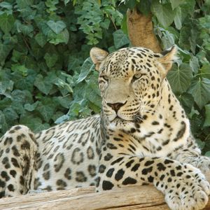 動物事典 ペルシャヒョウ Panthera Pardus Saxicolor