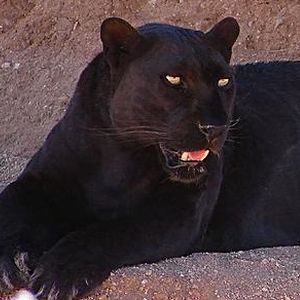動物事典 クロヒョウ Panthera Pardus